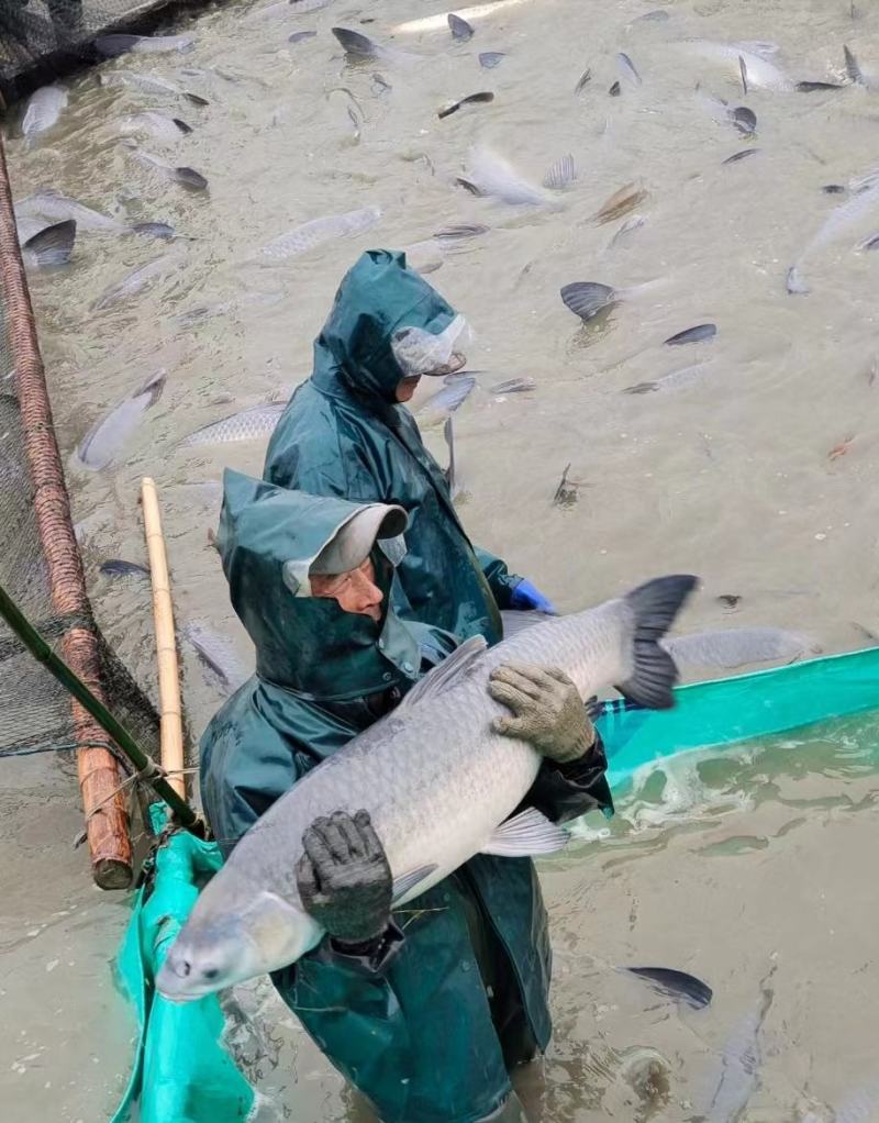 巨物青鱼池塘垂钓，全国发货，长期供应，货量充足。