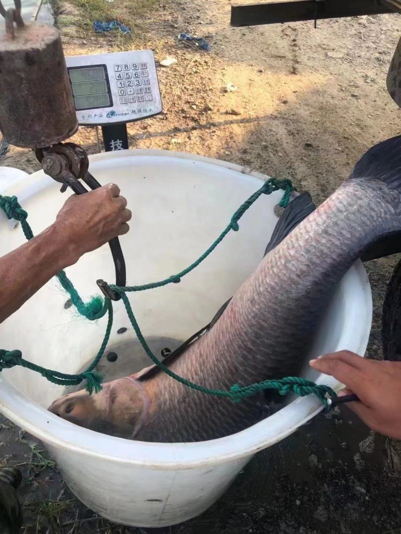 巨物青鱼池塘垂钓，全国发货，长期供应，货量充足。