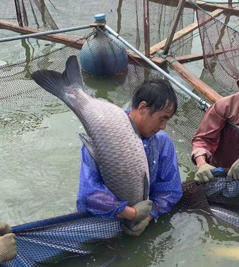 巨物青鱼池塘垂钓，全国发货，长期供应，货量充足。