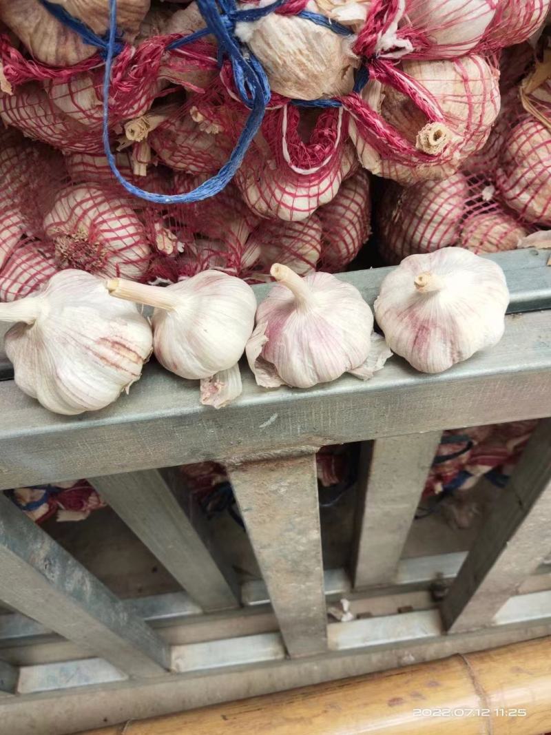 河南大蒜精品紫皮大蒜，河南紫皮蒜基地直供价格便宜