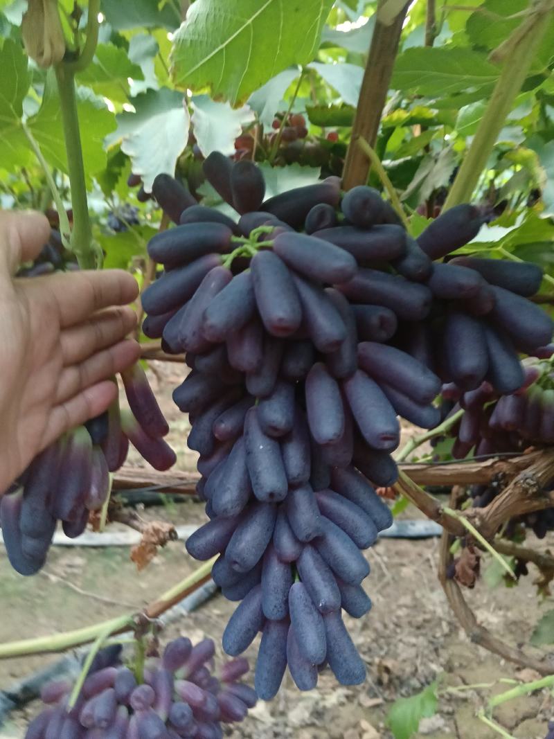 蓝宝石
