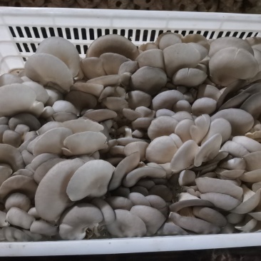 平菇产地，