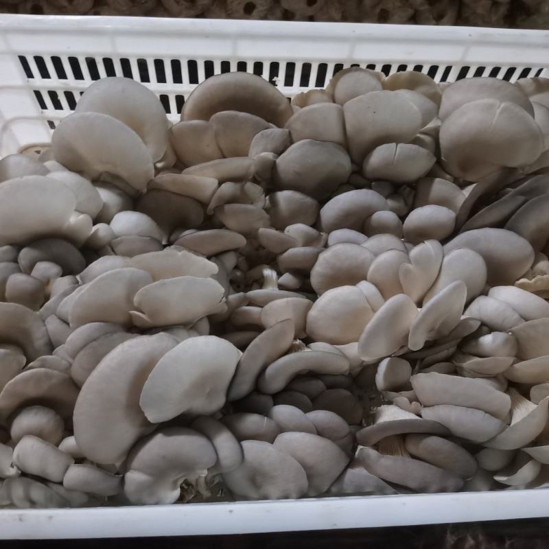 平菇产地，