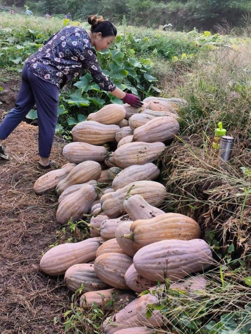 山地蜜本南瓜