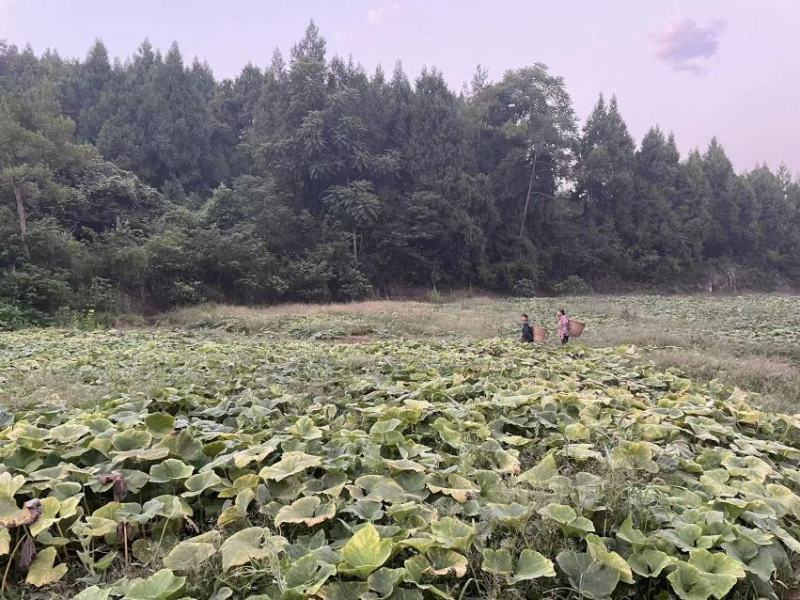 山地蜜本南瓜