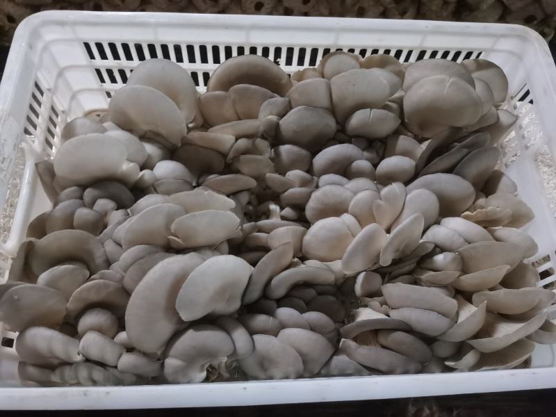 平菇产地，