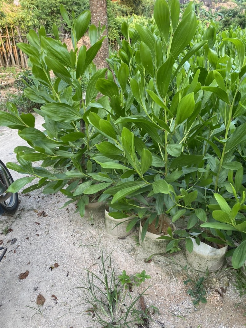 灯台树