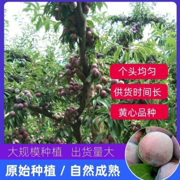 四川脆红李，个头均匀，黄心品种，大规模种植，出货量大