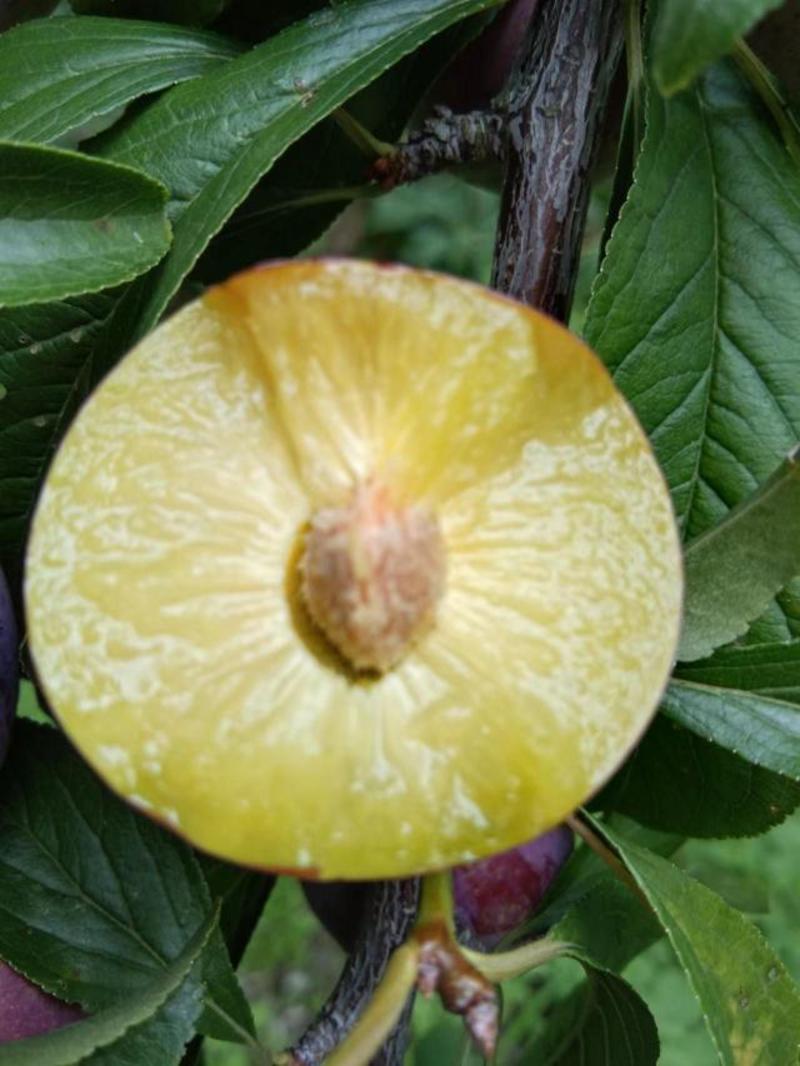 四川脆红李，个头均匀，黄心品种，大规模种植，出货量大