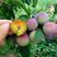 四川脆红李，个头均匀，黄心品种，大规模种植，出货量大