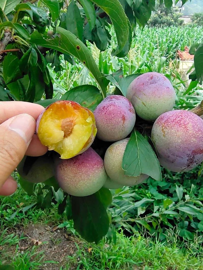 四川脆红李，个头均匀，黄心品种，大规模种植，出货量大
