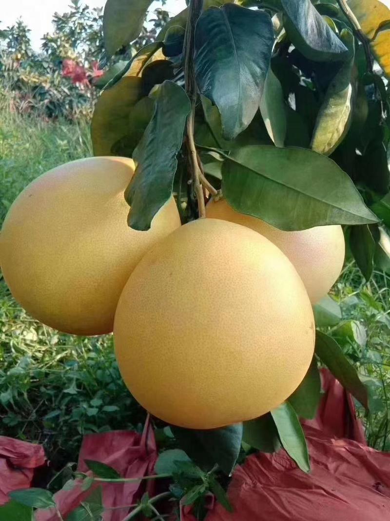 梅州梅县三红柚
