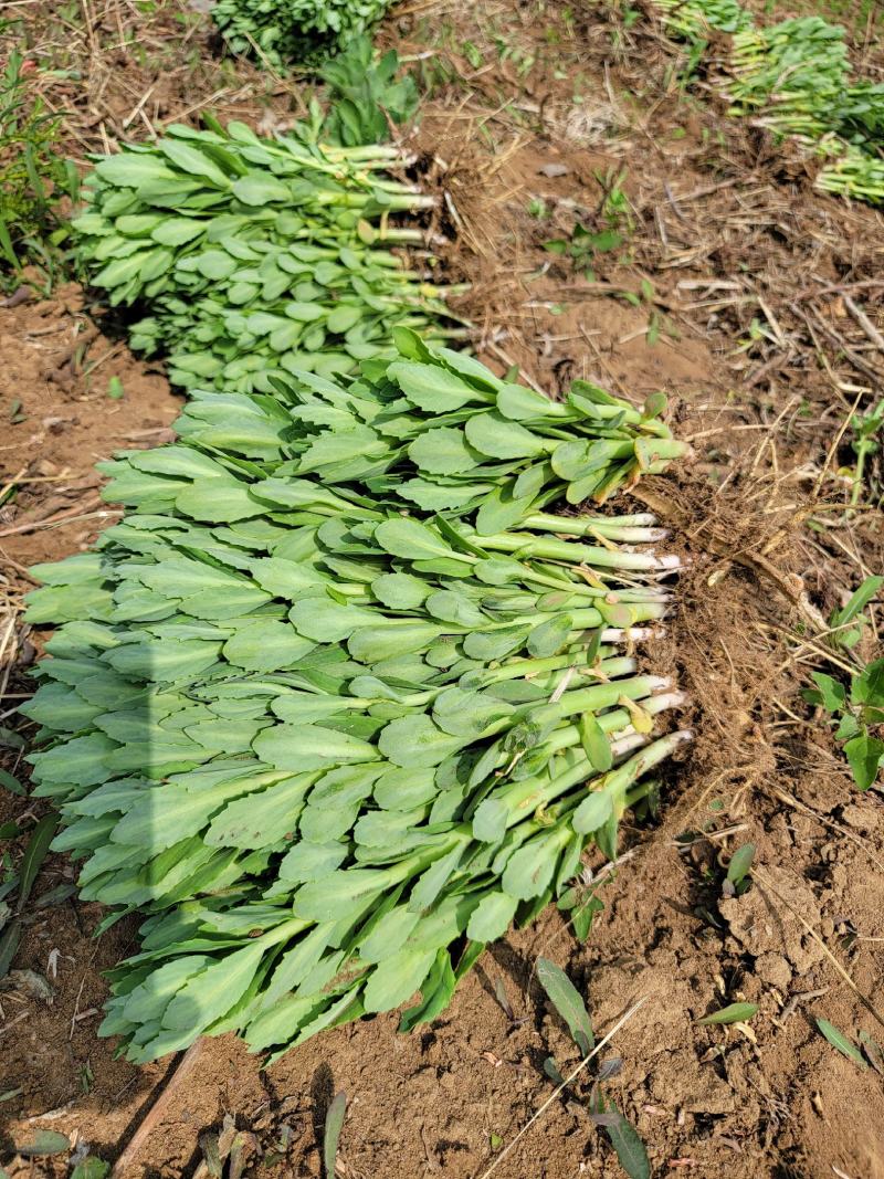 八宝景天地被植物种植成活率高繁殖能力适合生态修复