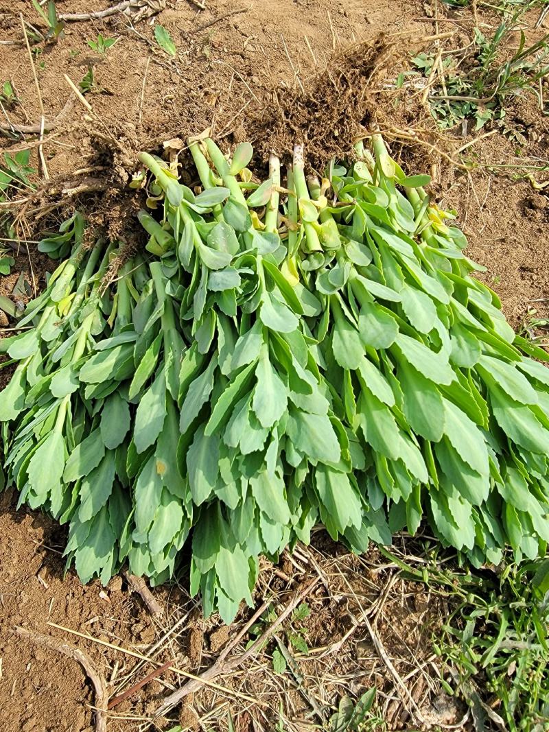 八宝景天地被植物种植成活率高繁殖能力适合生态修复