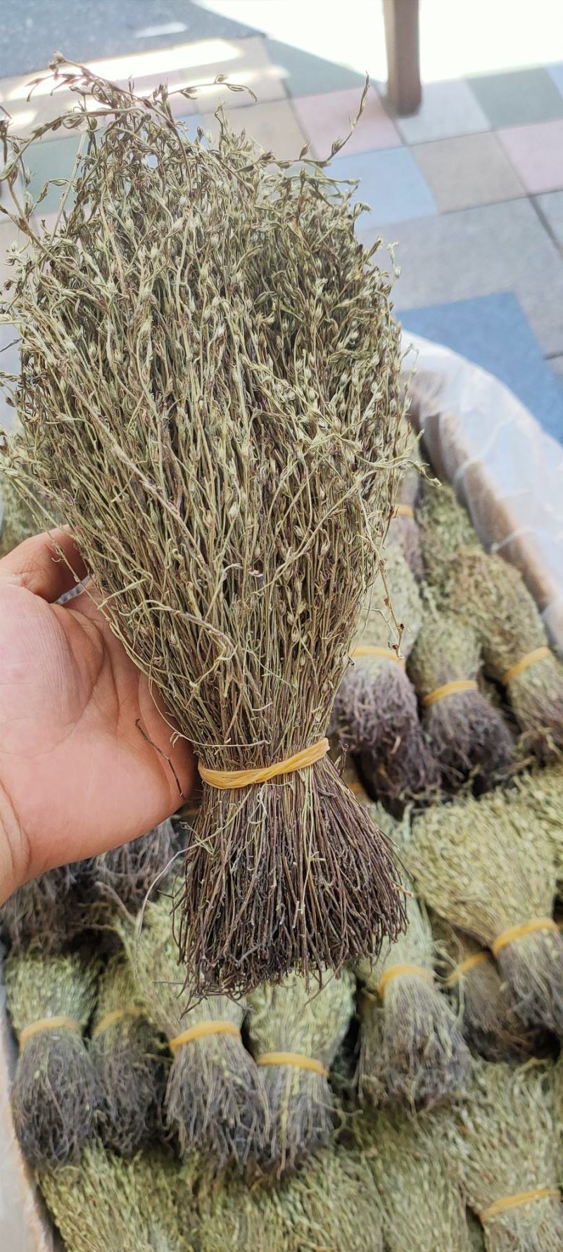 独脚金新货到了