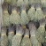独脚金新货到了