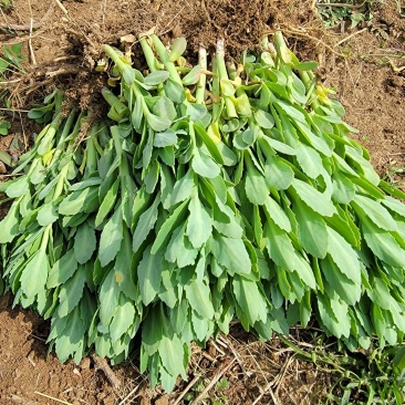 八宝景天地被植物种植成活率高繁殖能力适合生态修复