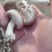 陕西吴起鲜香菇大量上市