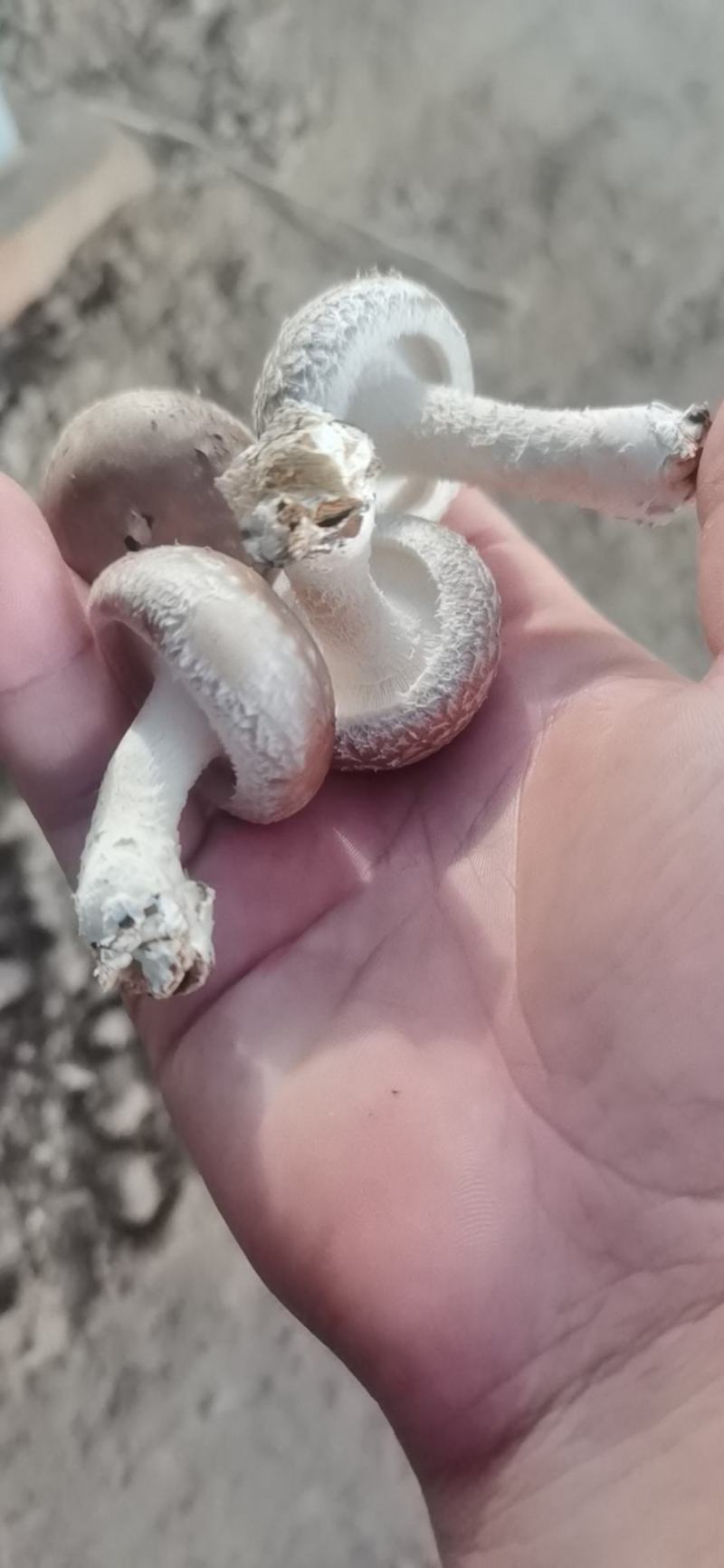 陕西吴起鲜香菇大量上市