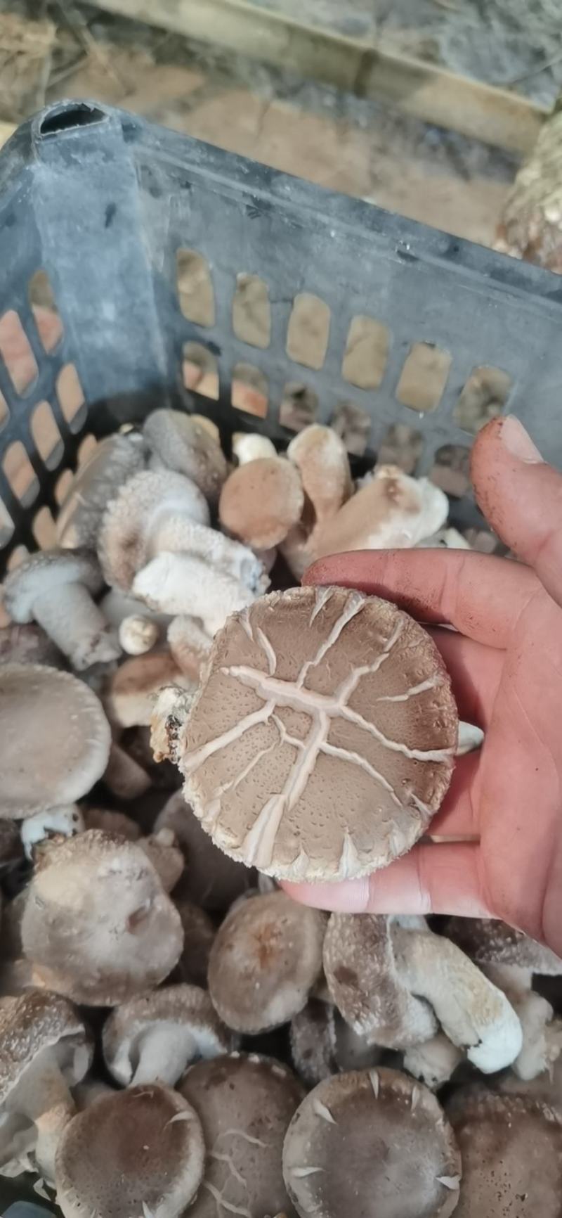 陕西吴起鲜香菇大量上市