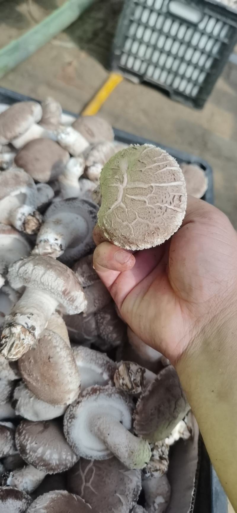 陕西吴起鲜香菇大量上市