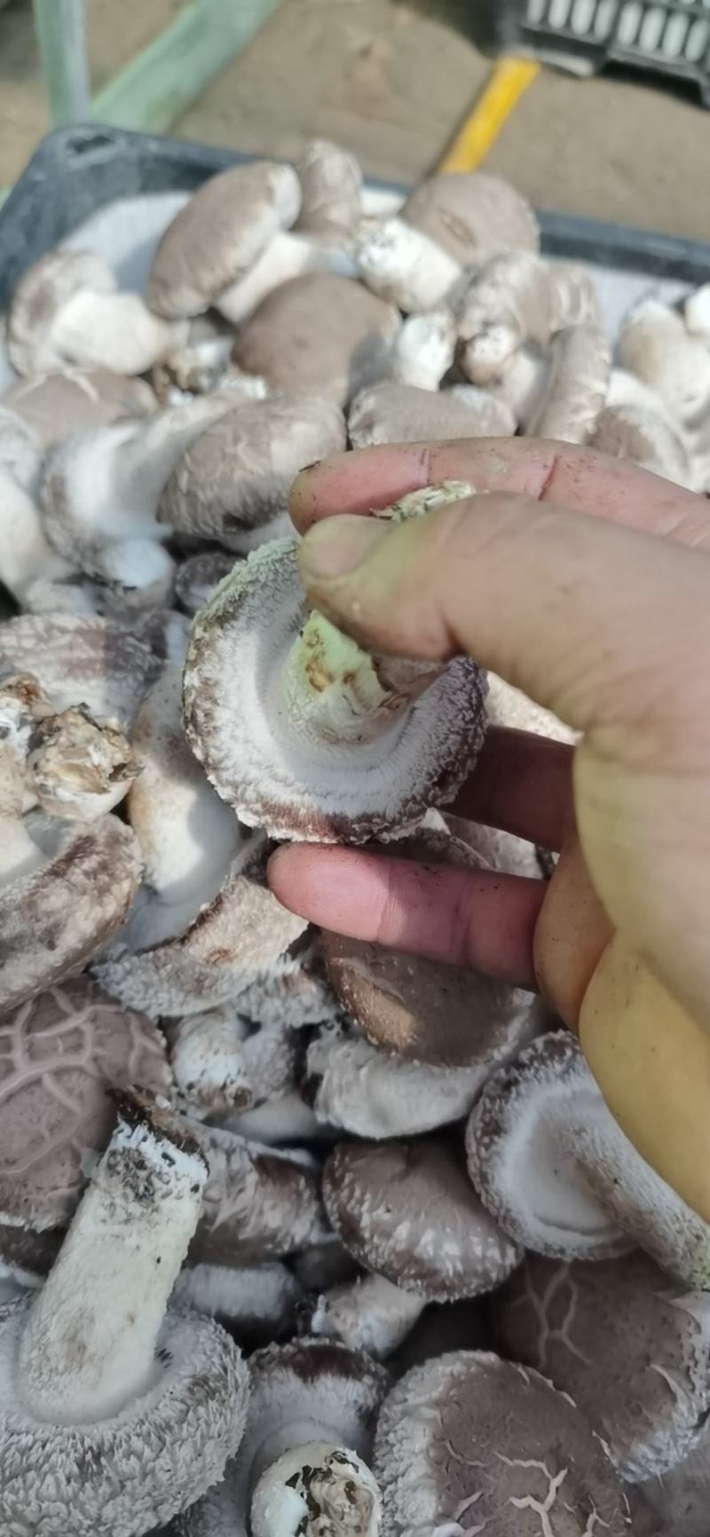 陕西吴起鲜香菇大量上市