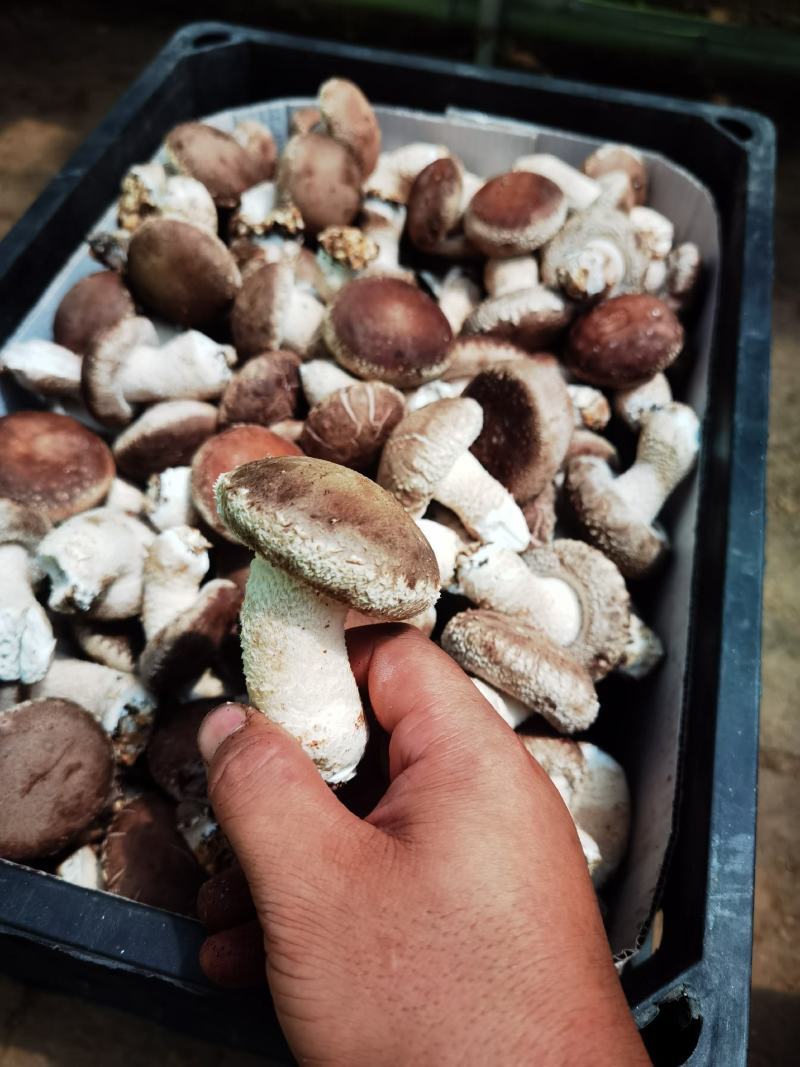 陕西吴起鲜香菇大量上市