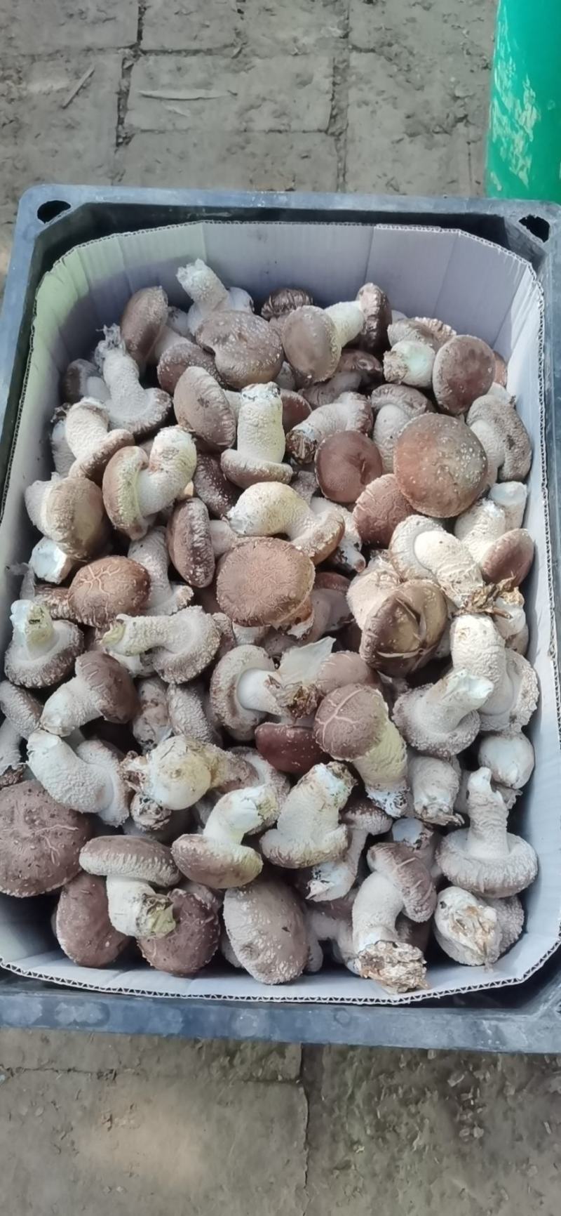 陕西吴起鲜香菇大量上市