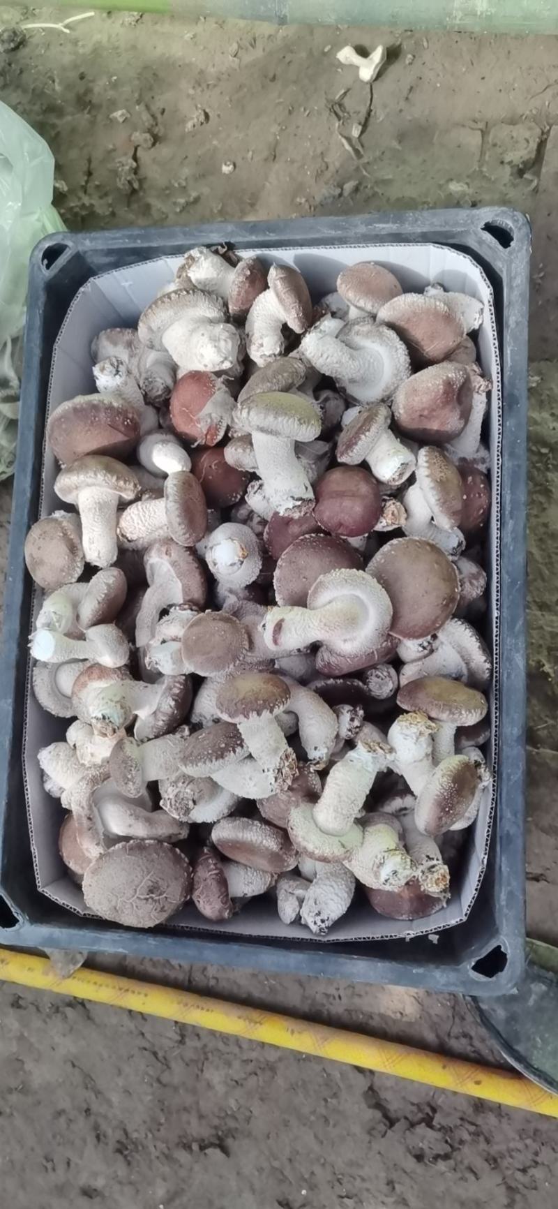 陕西吴起鲜香菇大量上市