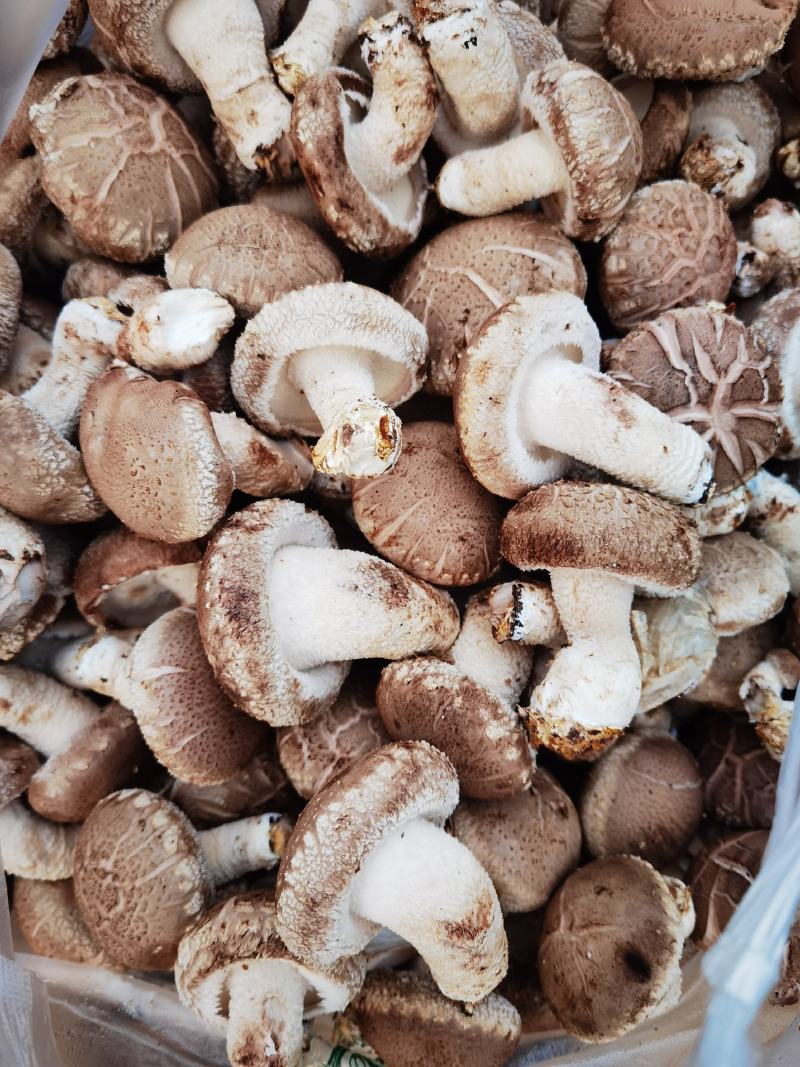 陕西吴起鲜香菇大量上市