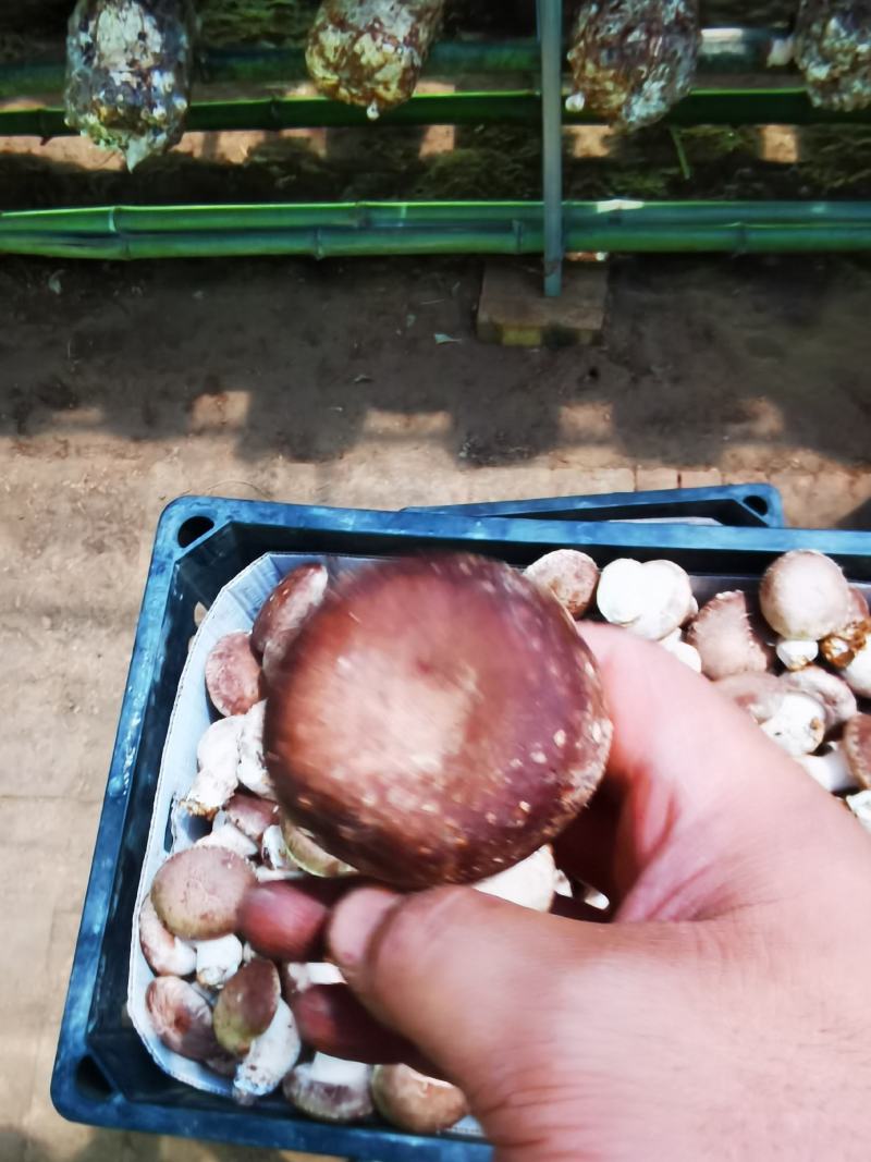 陕西吴起鲜香菇大量上市