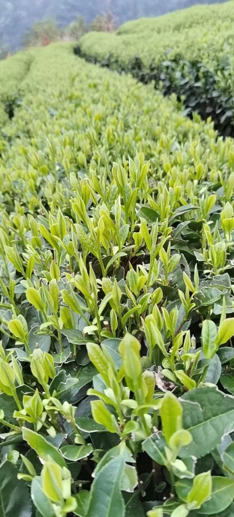 广西大瑶山高山云雾红茶