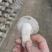 陕西吴起鲜香菇大量上市
