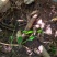 小叶野生牛大力干货，大瑶山原始生态高山野生牛大力长期共货