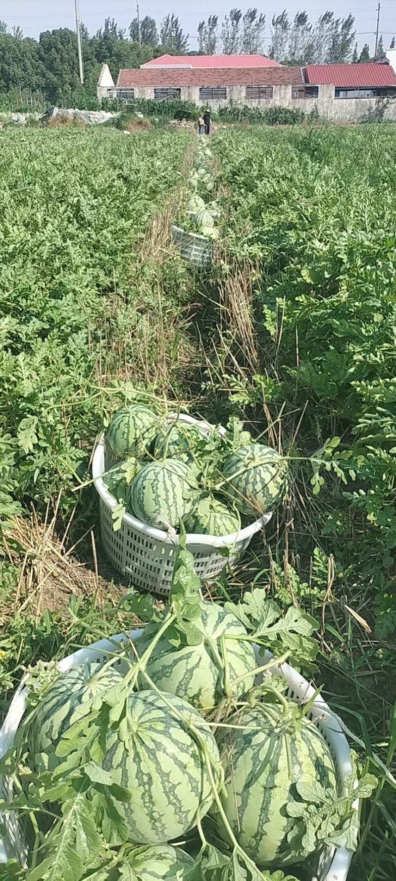 8424露天头茬瓜，保质保量，西瓜带藤带叶