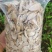 小叶野生牛大力干货，大瑶山原始生态高山野生牛大力长期共货