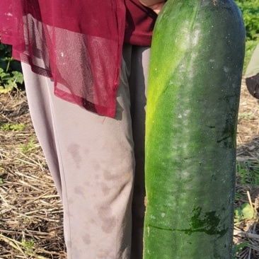 黑铁东大冬瓜大量上市了