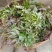 广西大瑶山野生银藤茶