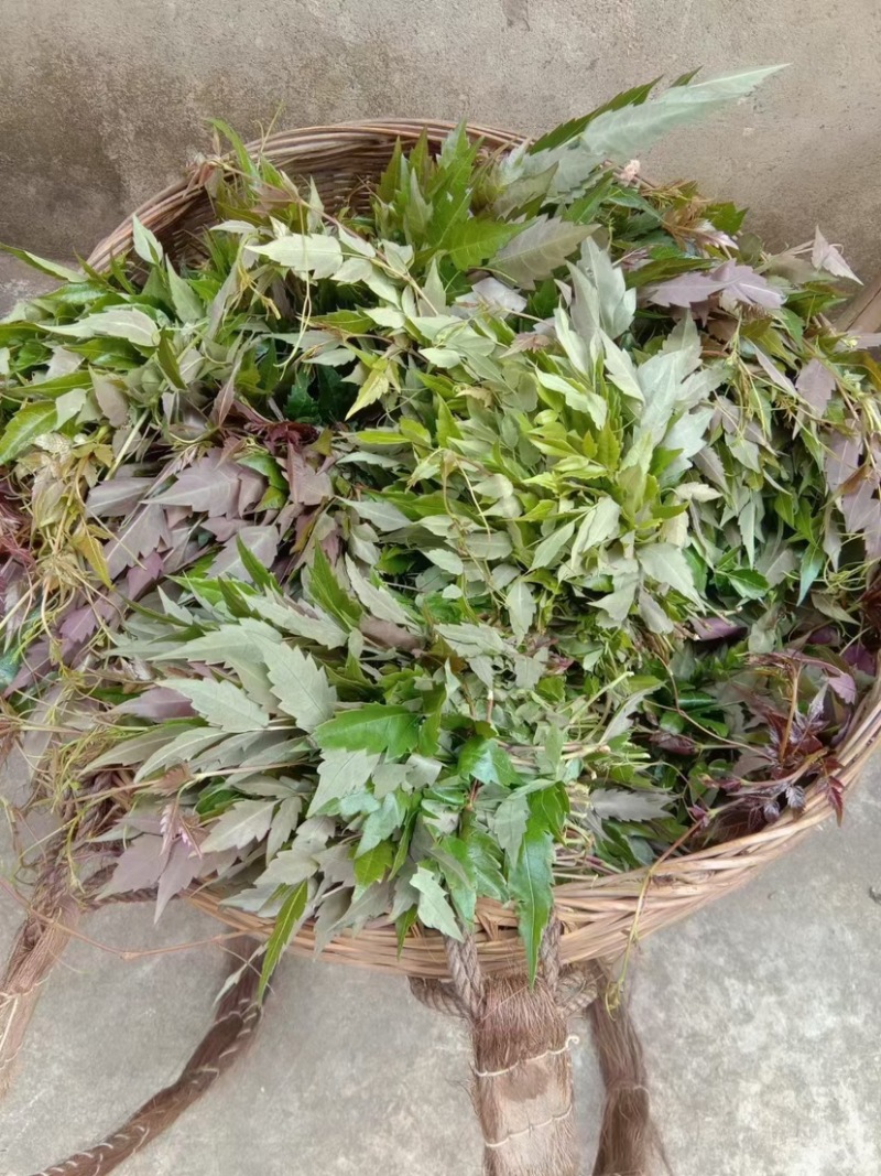 广西大瑶山野生银藤茶