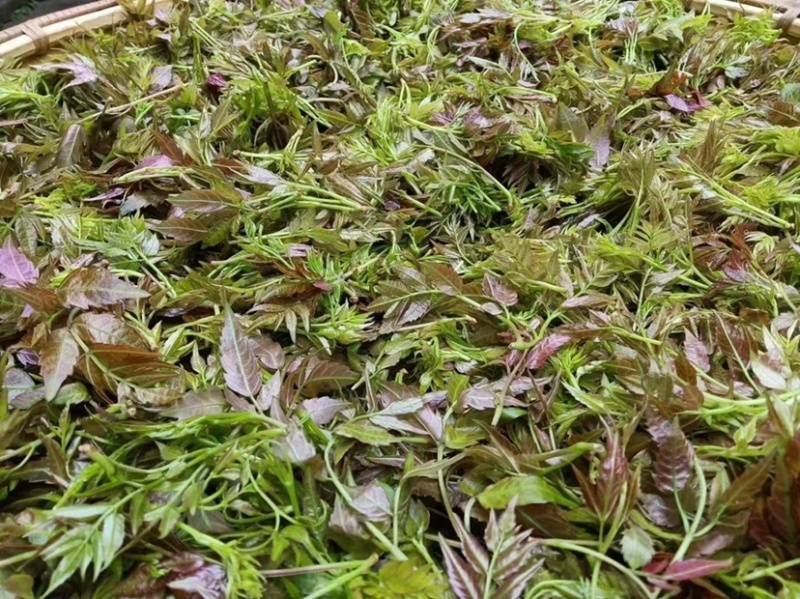 广西大瑶山野生银藤茶