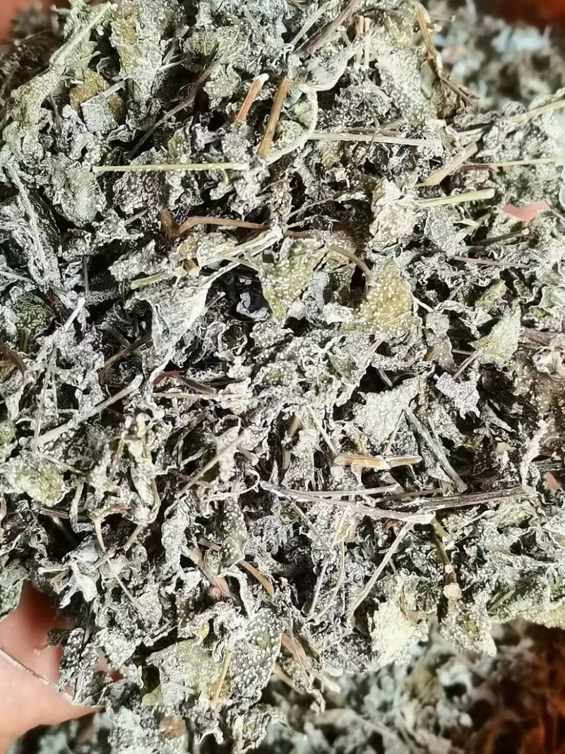 广西大瑶山野生银藤茶