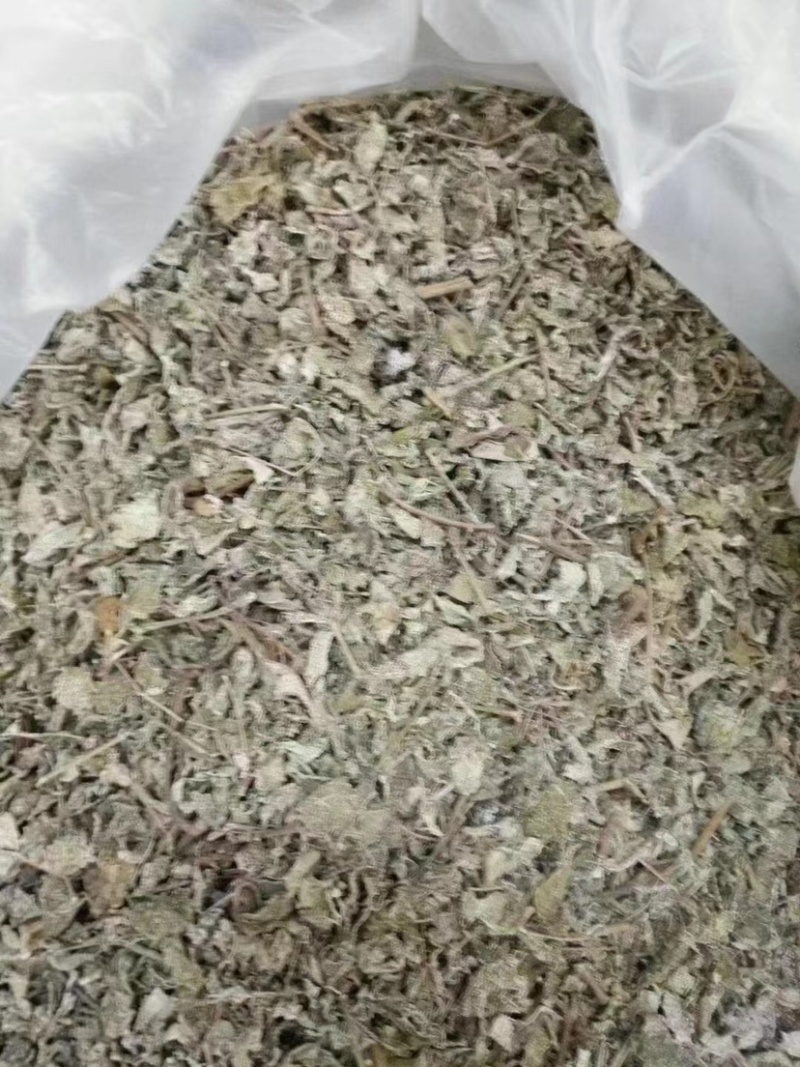 广西大瑶山野生银藤茶
