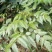 广西大瑶山野生银藤茶