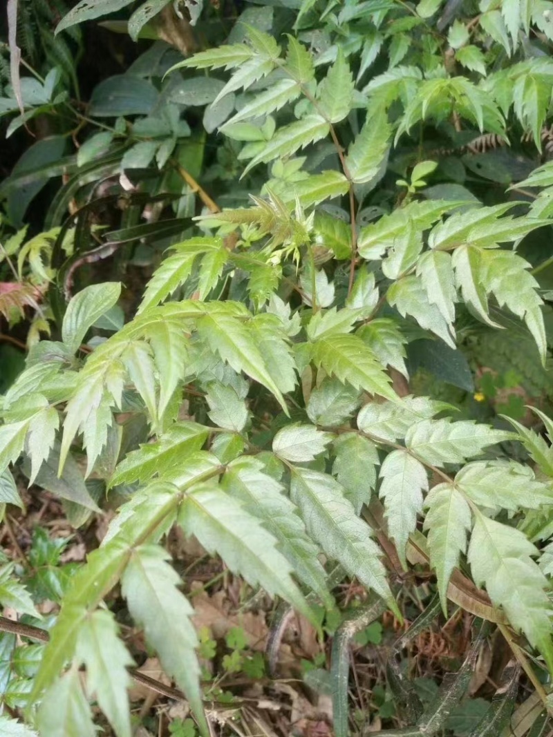 广西大瑶山野生银藤茶