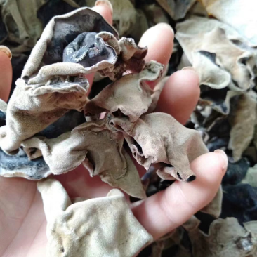 木耳