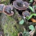 野生灵芝