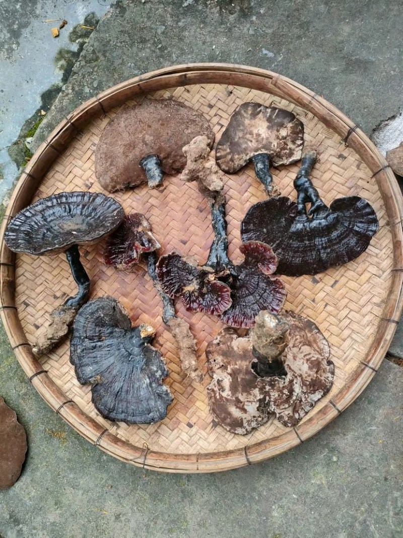 野生灵芝