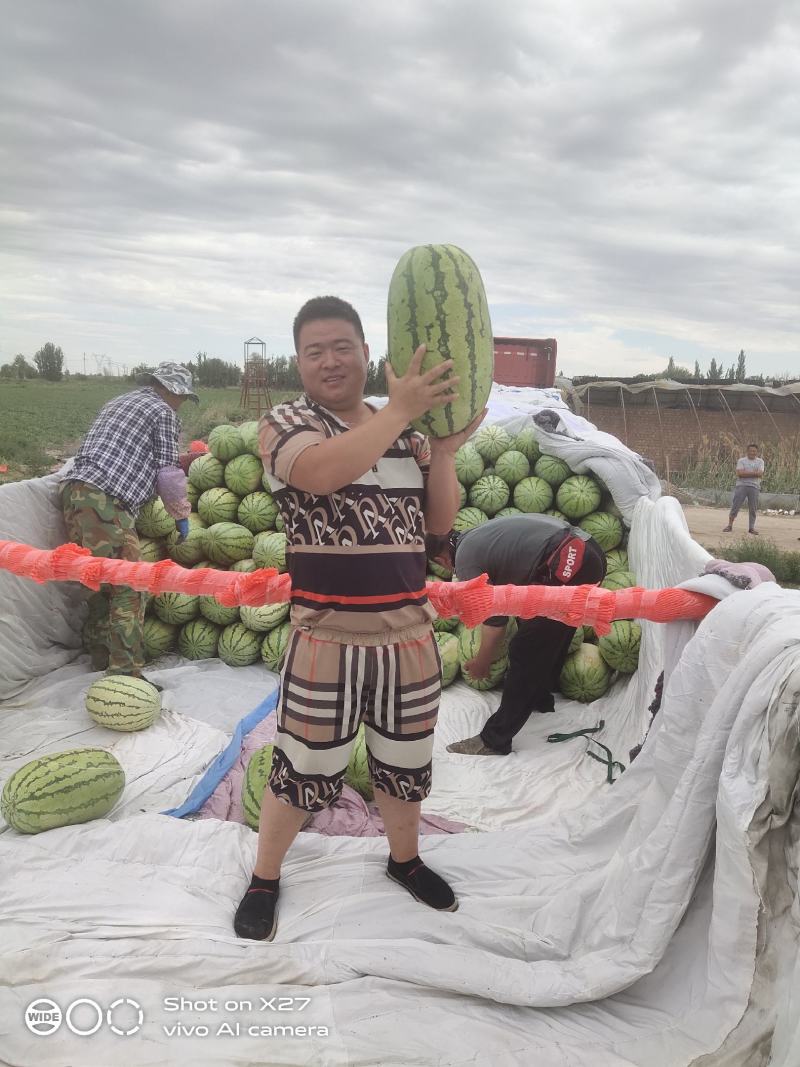 赤峰沙地双红金城武果型正，皮毛靓，瓤子红口感嘎嘎甜