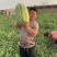 赤峰沙地双红金城武果型正，皮毛靓，瓤子红口感嘎嘎甜
