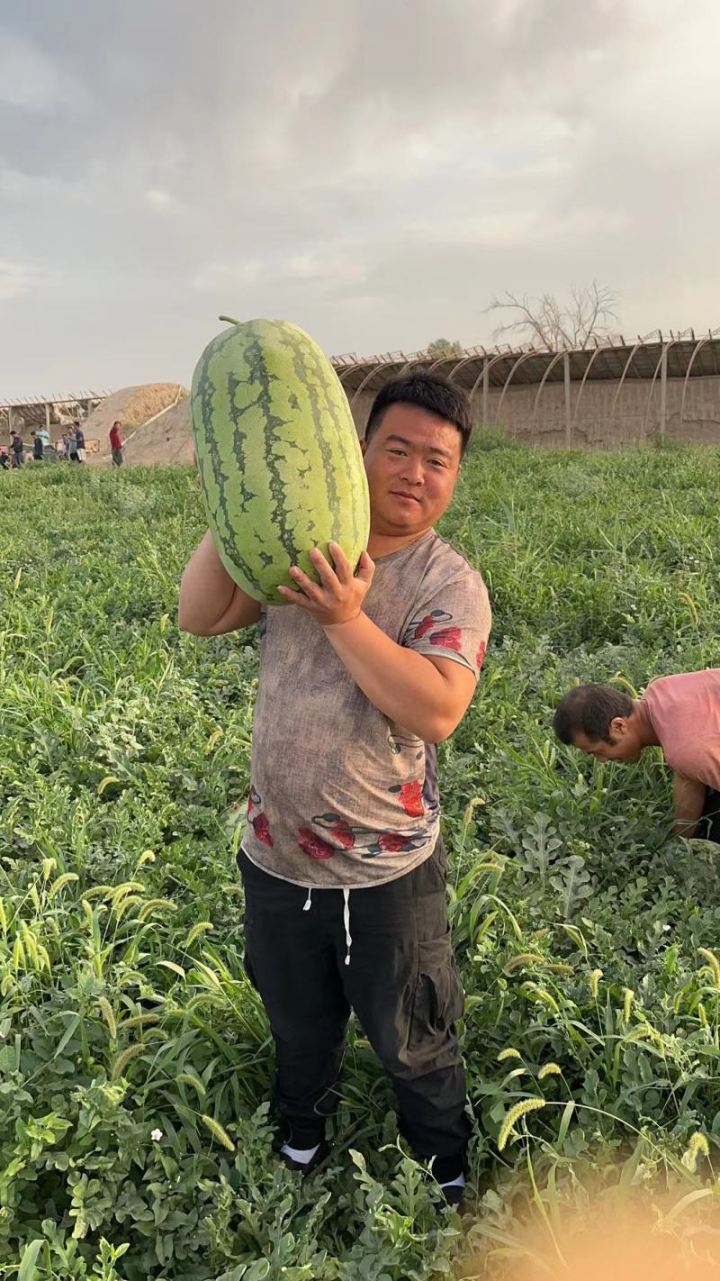 赤峰沙地双红金城武果型正，皮毛靓，瓤子红口感嘎嘎甜